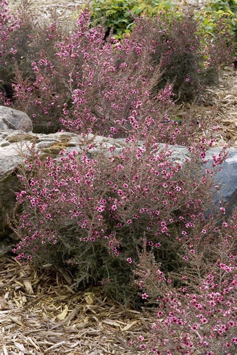 'snow white' has profuse double white flowers with green centers and is a compact, dense shrub. Dwarf New Zealand Tea Tree | Tea tree, Monrovia plants ...