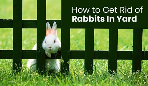 How To Get Rid Of Rabbits In Yard And Keep Them Out Embracegardening
