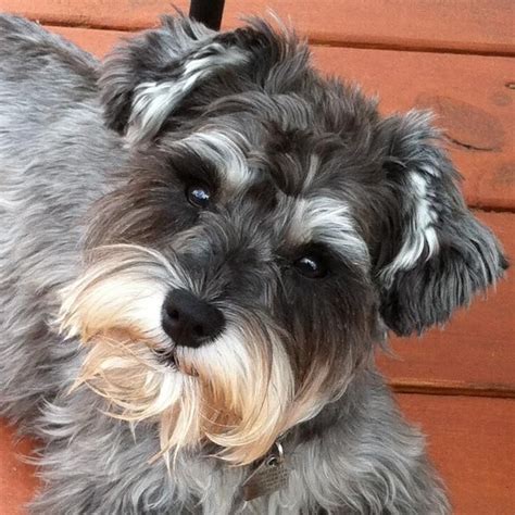 All Time Faves A Community Of Schnauzer Lovers Schnauzer Schnauzer Puppy Mini Schnauzer