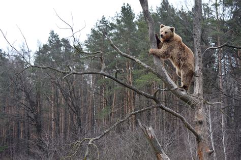 Bears In Ukraine Arent Hibernating Because Its Too Warm Have Started