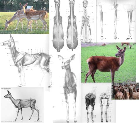 Deer Anatomy Reference Animal Drawings Deer Sketch Fish Art