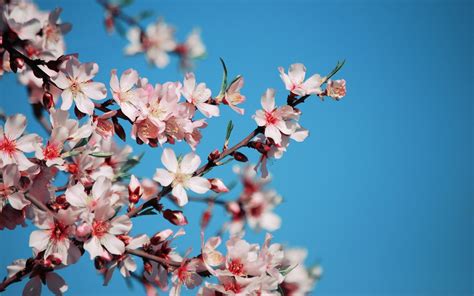 Wallpaper Sky Branch Blue Cherry Blossom Pink Spring Bright