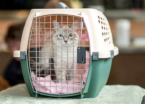 Thank you from the pet stop family. Pet vaccination clinic is May 7 in North Bend | Snoqualmie ...