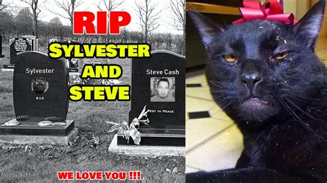 October 10th The Talking Cat Sylvester Has Passed Away After Its Owner Steve Cash Passed Away
