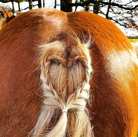 Horse Tail Braids Everything You Need To Know Besides The Bit
