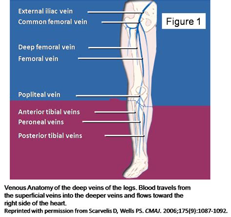 Venous Anatomy Legs