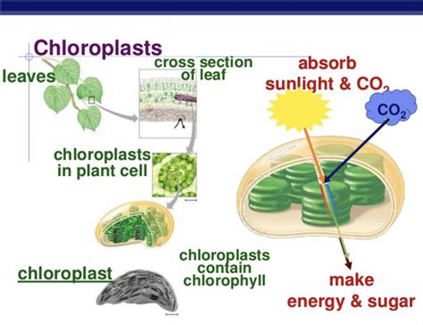 Photosynthesis Classroom Partners
