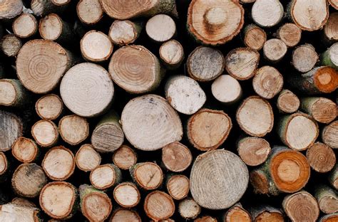 Trees Lumber Timber · Free photo on Pixabay
