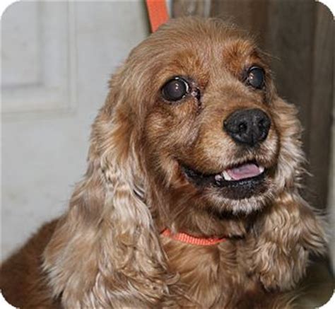 Browse thru thousands dogs for adoption near wisconsin dells, wisconsin, usa area listings on puppyfinder.com to find your perfect match. Vanity | Adopted Dog | Milwaukee, WI | Cocker Spaniel