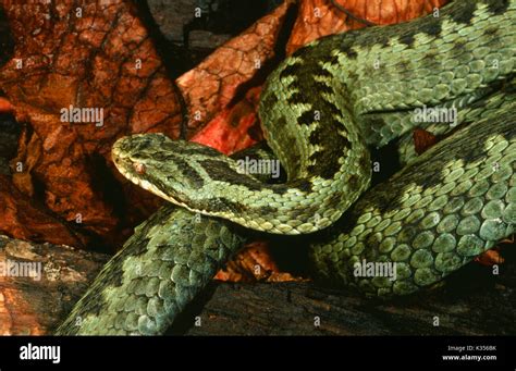 Adder Or Northern Viper Vipera Berus Identification Features Of