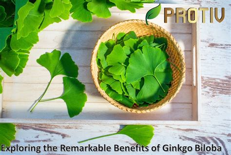 Exploring The Remarkable Benefits Of Ginkgo Biloba — Protiv Nutrition