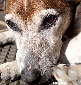 You can find out more about recognizing and treating fido's allergies on my dog allergies page. Canine Cushing's Syndrome