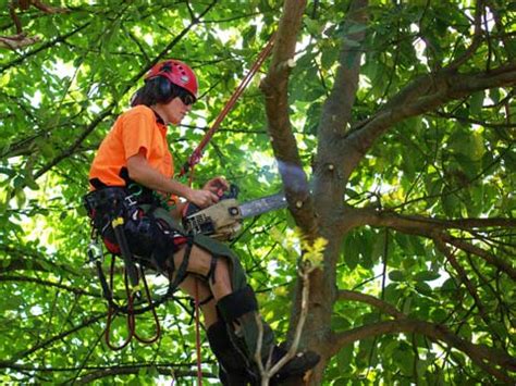 From orchids to jade plants, here are 10 plants that make great gifts for all kinds of spaces. Tree Trimming year-round from our experienced Arborists ...