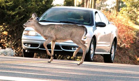 Car Vs Deer Crashes In Wood County Spike In November The Blade