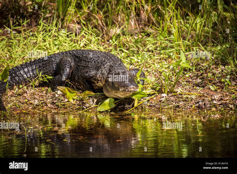 American Alligator Alligator Florida Alligator Mississippiensis Gator