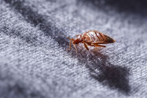 How To Spot Bed Bugs In Your Hotel Room Trusted Since