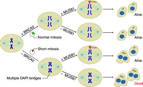 Nearly all eukaryotic cells go through mitosis to divide. | Model for concerted action of MUS81 and BRCA2 during ...