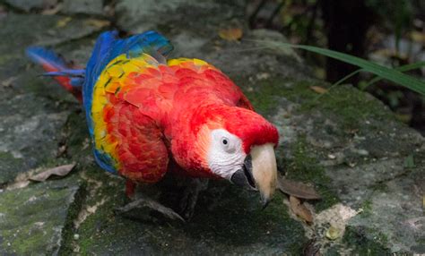 scarlet macaw on tour xaman ha aviary kurayba flickr