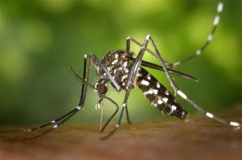 Proposed Release Of Bacteria Infected Mosquitoes Not As Controversial