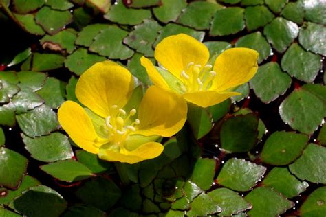 Ludwigia Sedoides 091104 6761 Flickr Photo Sharing