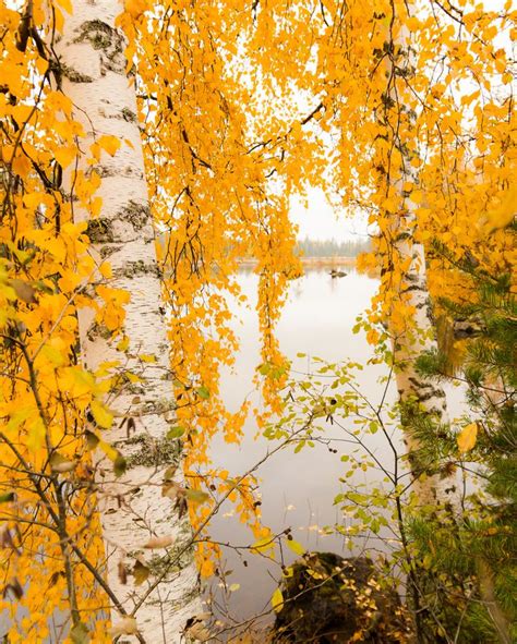 🇫🇮 Autumn Colour Finland By Anssikarilahti On Instagram 🍂