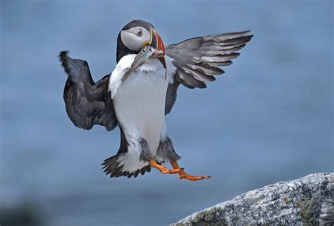 Restoring Atlantic Puffins To Maine — A Rescue Mission