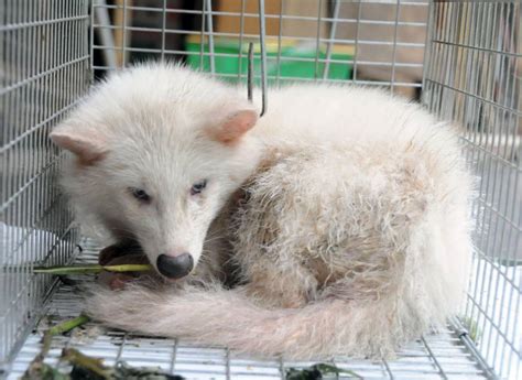 Rare White Raccoon Dog Caught The Japan Times