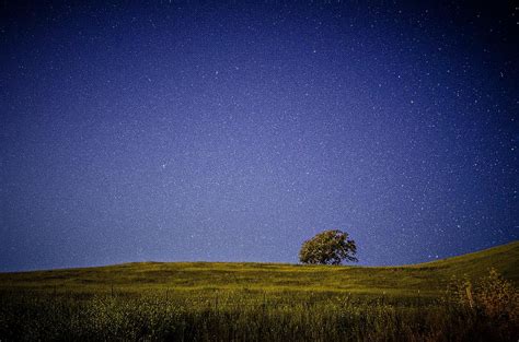 Lone Tree On The Field Under Open Sky And Stars At Night