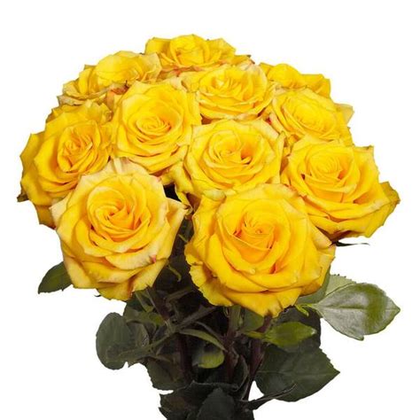 Globalrose 50 Stems Of Yellow With A Touch Of Red High And Yellow Roses