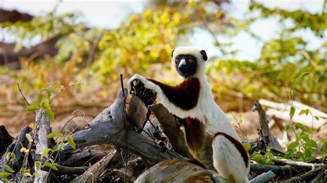 Island Of Lemurs Madagascar Youtube