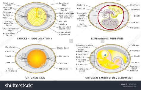 Chicken Egg Anatomy Chicken Egg Structure Vector De Stock Libre De