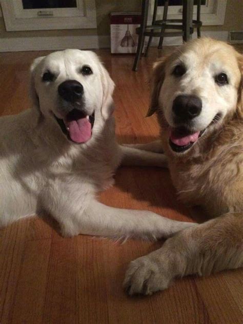 Girlfriend Boyfriend Golden Retriever Dog Life Retriever
