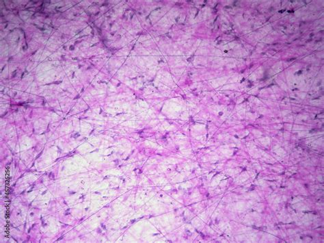 Histology Image Of Connective Tissue Proper Loose Areolar Tissue Stock
