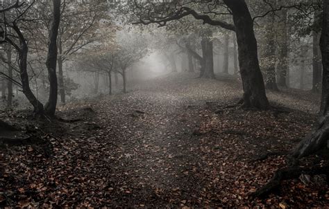 Wallpaper Sadness Autumn Forest Leaves Trees Fog Images For