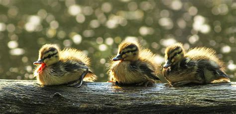 Ducklings Photograph By Mircea Costina Fine Art America
