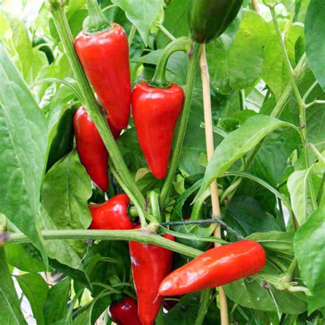Pepper Hot Jalapeño Urban Seedling