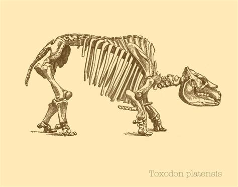 Science Art Print Extinct Mammal Fossil Wall Art Paleontology Etsy