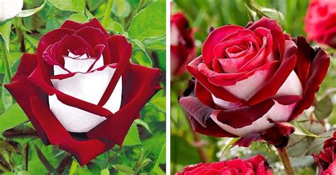 These Magnificent Roses Have Both White And Red Petals