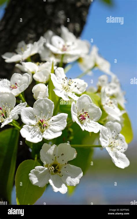Crabapple Tree Blossoms Stock Photo Alamy