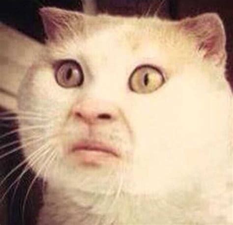Surprised Face Meme Discover More Interesting Confused Emotion Face Kitten Memes Https