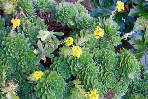 Hen And Chicks Succulents Stock Photo Image Of Succulent 69324316