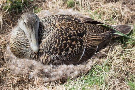 Eider Duck Nest Nesting · Free Photo On Pixabay