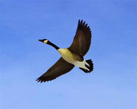 Goose Flying A Canadian Goose Flying Overhead With A Clear Flickr