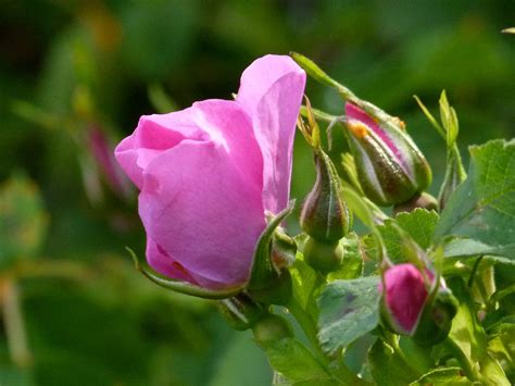 Wild Rose Bud Blossom · Free Photo On Pixabay