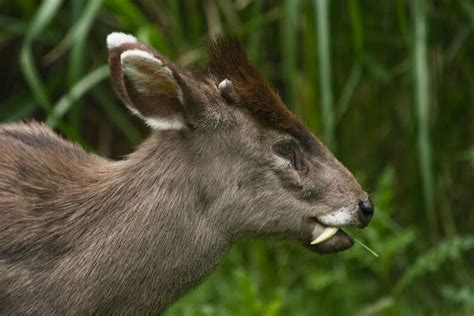 Vampire Deer Exist These Musk Deer With Fangs Are Terrifyingly Cute