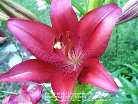 Lily Lilium Heart Of Passion In The Lilies Database