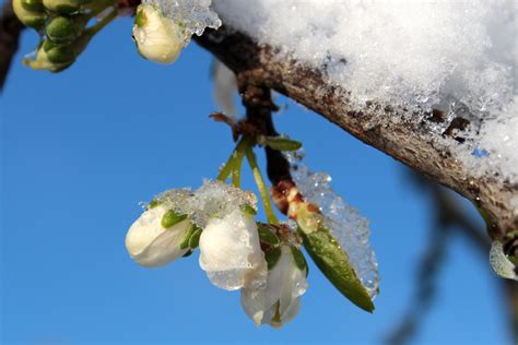 무료 이미지 자연 분기 눈 감기 과일 잎 서리 식품 봄 녹색 생기게 하다 플로라 시즌 닫다 관목