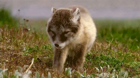 The Cutest Baby Animal S Ever Seen
