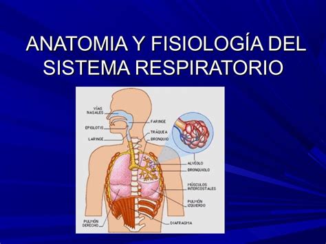 Sistema Respiratorio Anatomia Humana