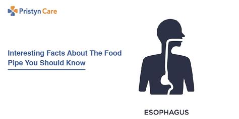 Esophagus Facts And Functions